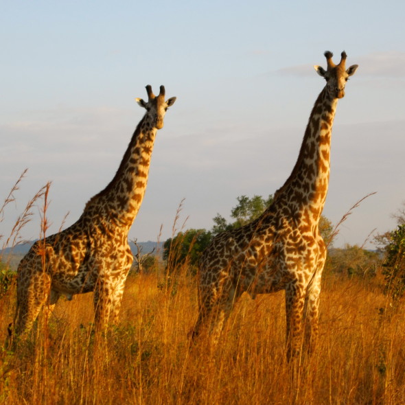 giraffe in safari
